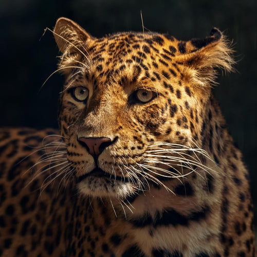 Costa Rica Tarrazú San Diego Jaguar Honey
