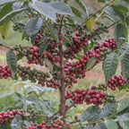 Ethiopia Dry Process Guji Goro