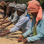 Ethiopia Guji Gerba Dogo