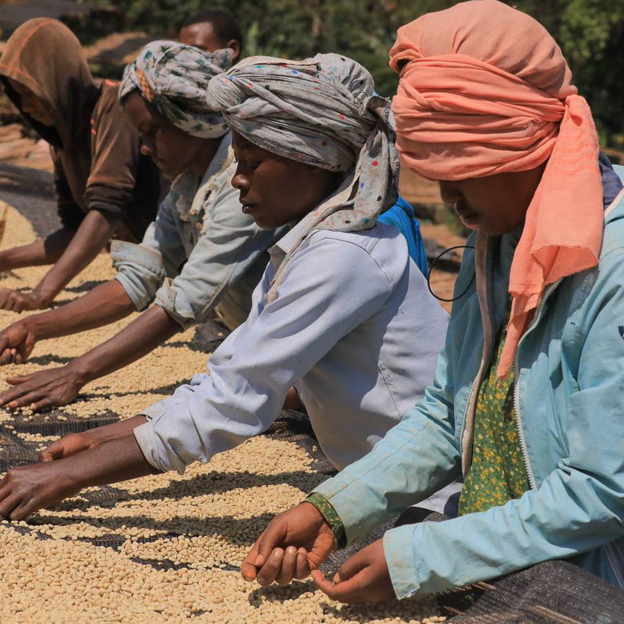 Ethiopia Guji Gerba Dogo