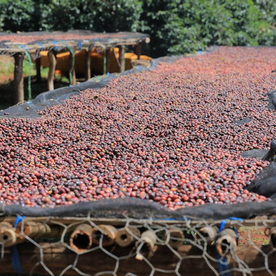 Ethiopia Dry Process Guji Goro