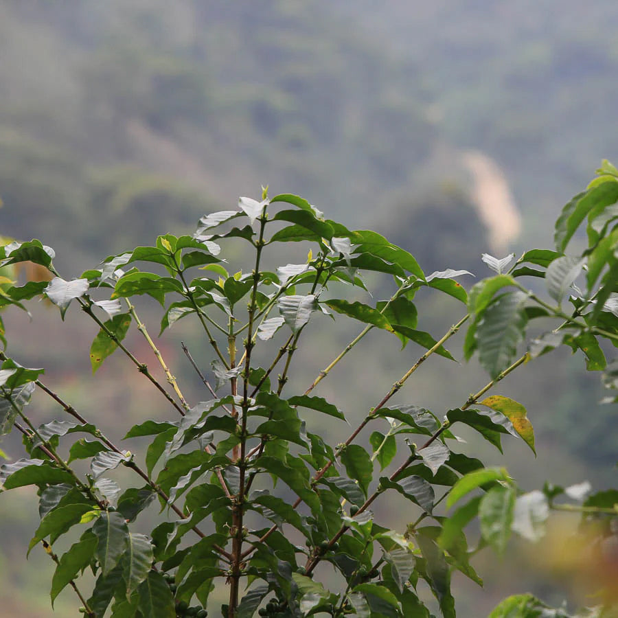 Mexico Organic Chiapas El Paraíso