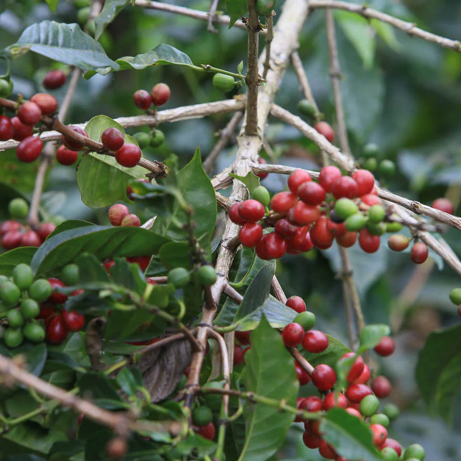 Mexico Organic Chiapas El Paraíso