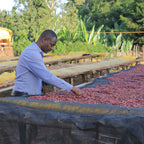 Ethiopia Natural Process Buno Dambi Uddo