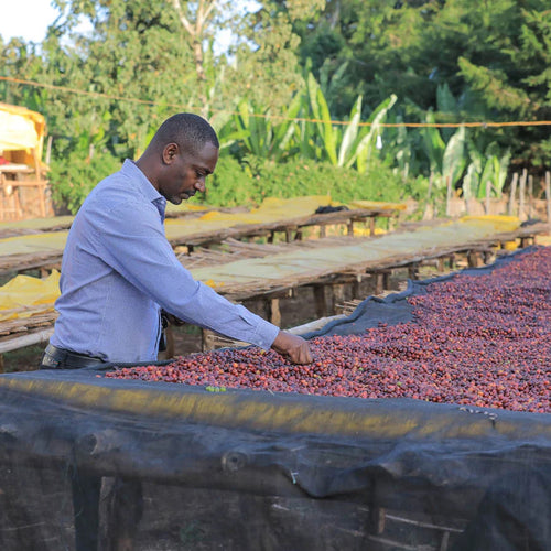 Ethiopia Natural Process Buno Dambi Uddo