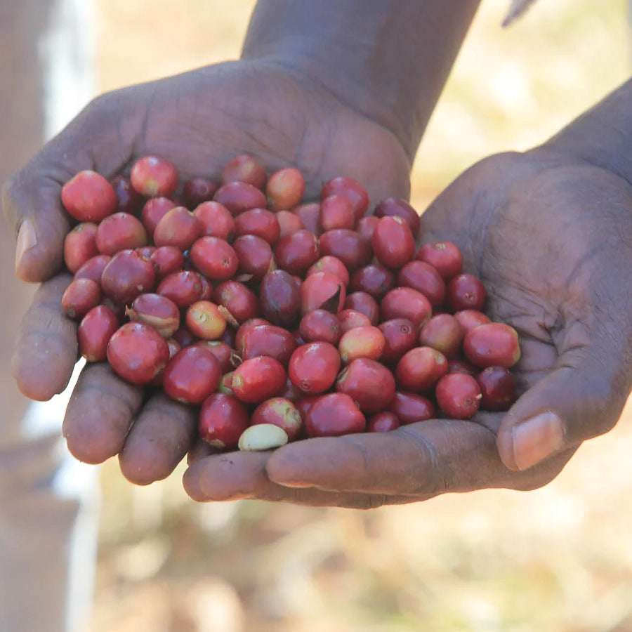 Ethiopia Natural Process Buno Dambi Uddo